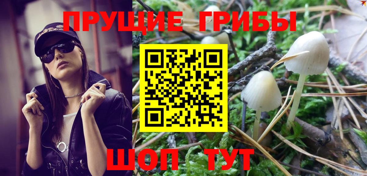 Галлюциногенные грибы Psilocybe  Вход с VPN  Зима 
